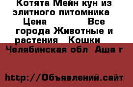 Котята Мейн-кун из элитного питомника › Цена ­ 20 000 - Все города Животные и растения » Кошки   . Челябинская обл.,Аша г.